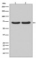 Hsc70  Antibody 